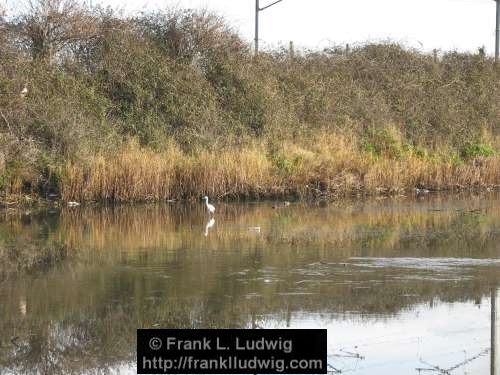 Booterstown Nature Reserve